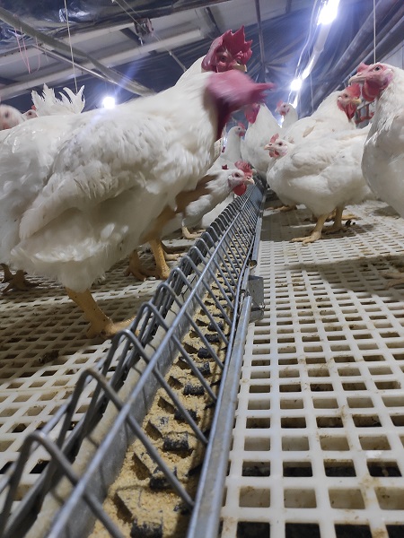 Chain feeding for breeder